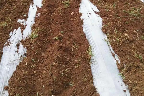 覆膜种植玉米是先播种还是先覆膜