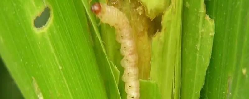 玉米螟防治方法