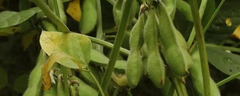 露天毛豆种植技术