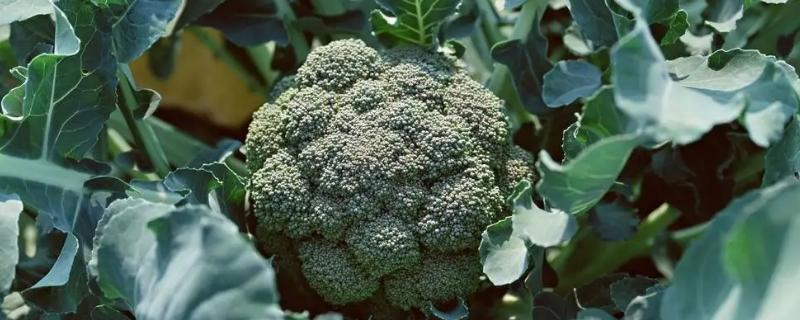 春季露地西兰花种植技术
