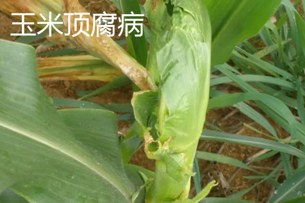 玉米苗叶片卷曲是什么病害