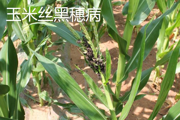 玉米苗叶片卷曲是什么病害