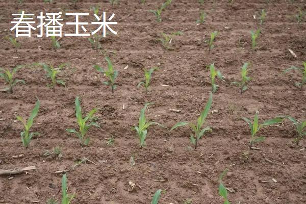 春播玉米出苗需要多少天