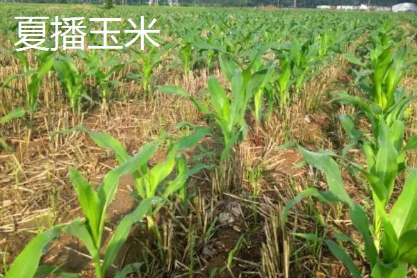 春播玉米出苗需要多少天