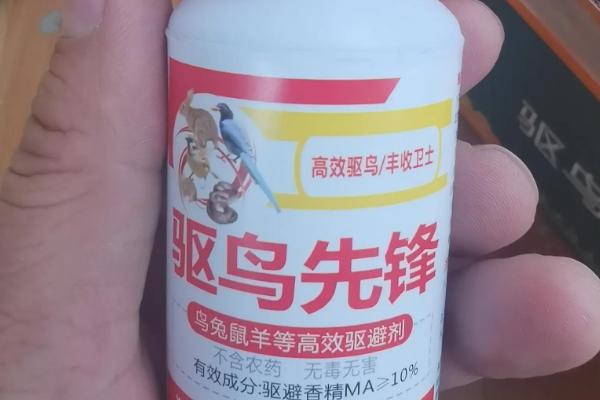 如何防止鸟类啄食玉米苗