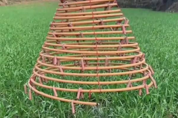 如何防止鸟类啄食玉米苗