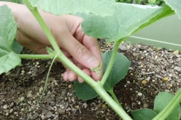 甜瓜种植与管理方法