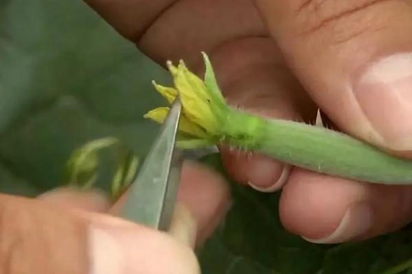 甜瓜种植与管理方法
