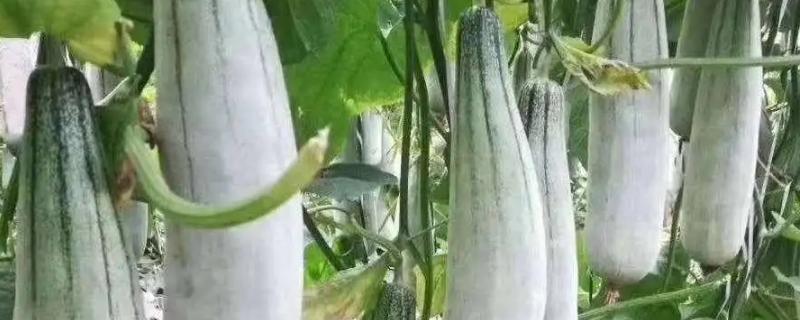 羊角蜜甜瓜适合在什么地区种植