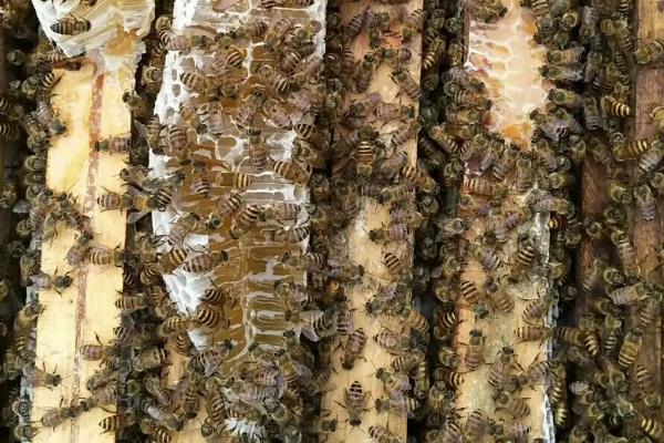 工蜂出入时为何不带花粉