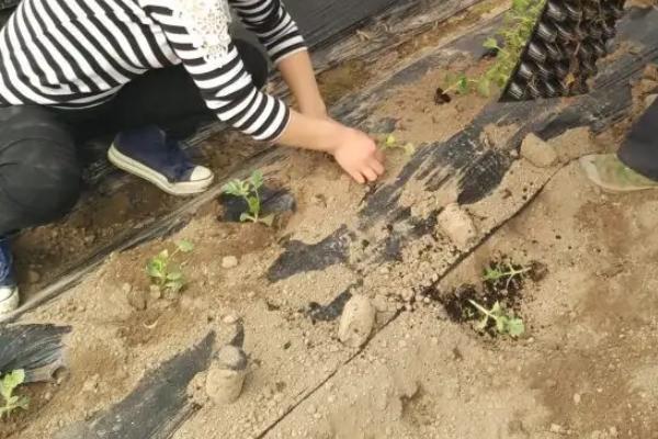 种植西瓜的要点
