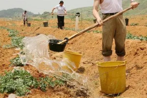 种植西瓜的要点