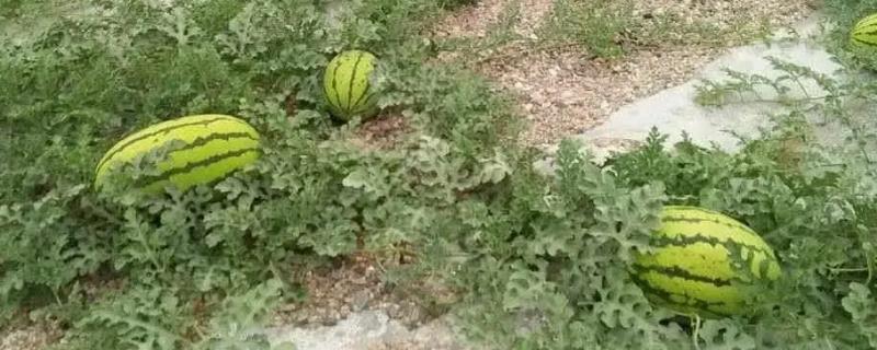 露天西瓜一亩地种多少棵