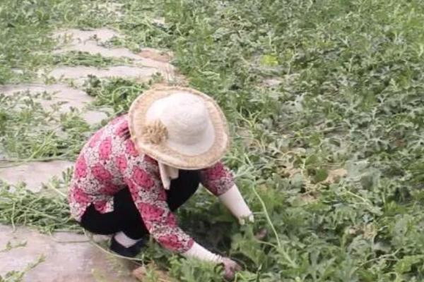 西瓜高产种植技术