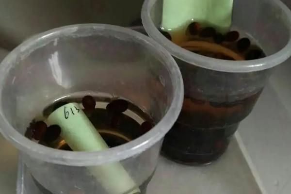 西瓜播种后需要几天才能出苗