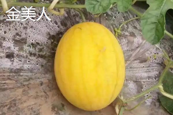 小西瓜有哪些品种