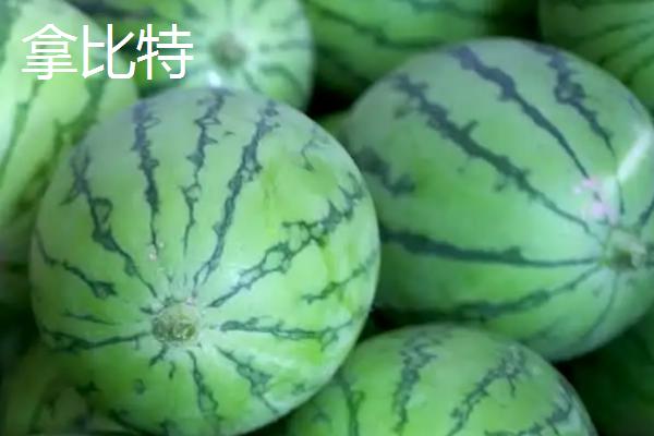 小西瓜有哪些品种