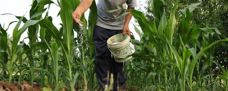 玉米需要什么样的含量肥料