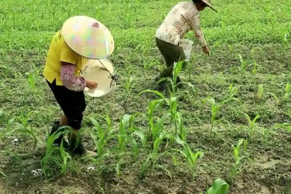 玉米需要什么含量的肥料