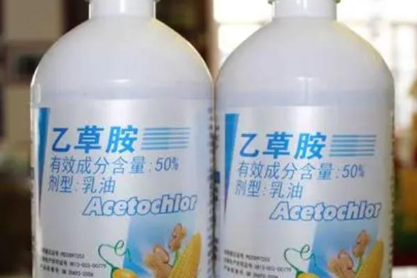乙草胺对玉米是否有害