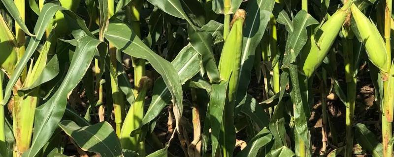玉米怎样种植和管理的更高产