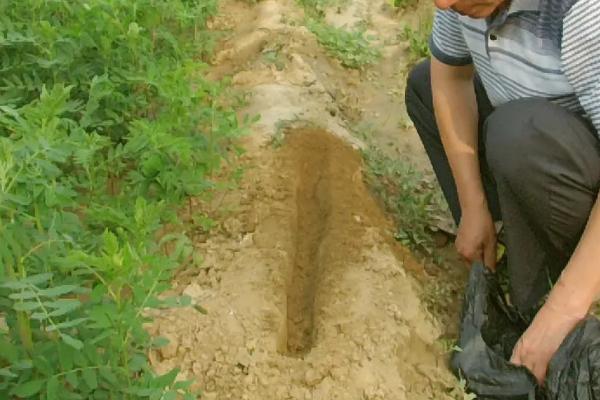 黄芪种植和管理方法