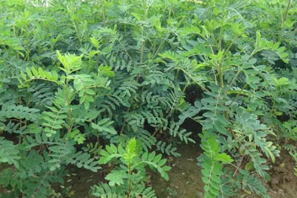 黄芪种植和管理方法