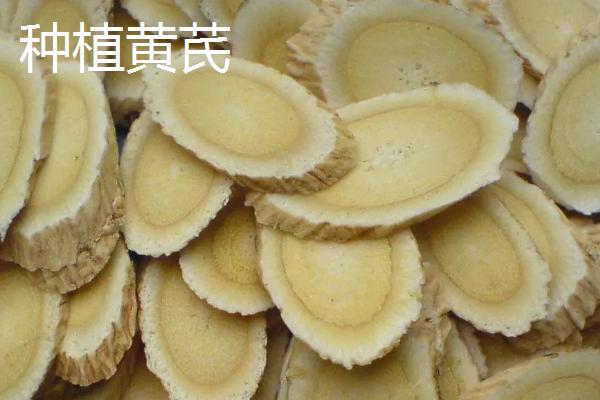 黄芪种植和管理方法
