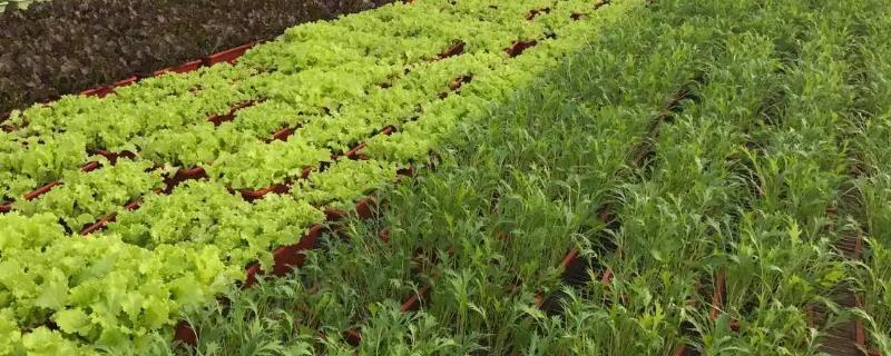 无公害蔬菜的种植方法