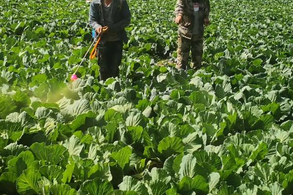 无公害蔬菜如何种植