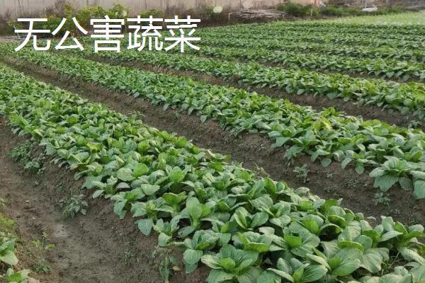 无公害蔬菜如何种植