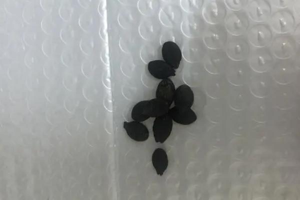 种植丝瓜的方法