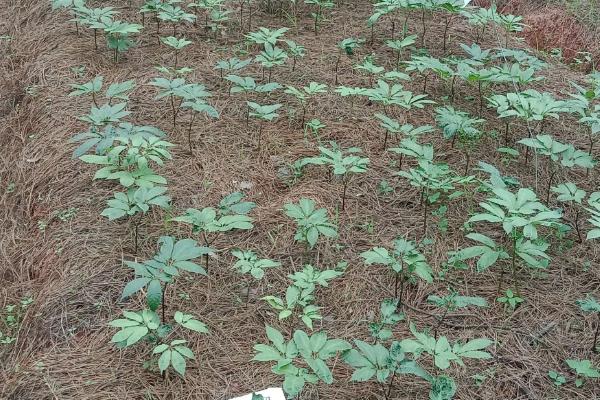 田七的种植方法和生长环境