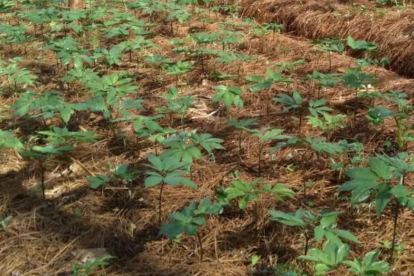 田七的种植方法和生长环境