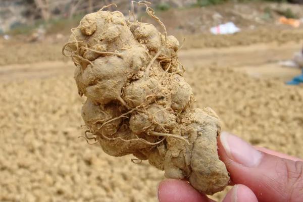 田七的种植方法和生长环境