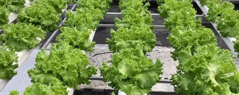 无土栽培技术的应用推广