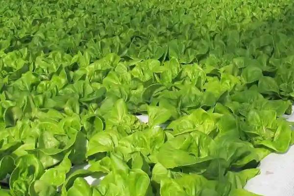 无土栽培应用推广分析