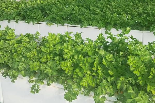 无土栽培应用推广分析