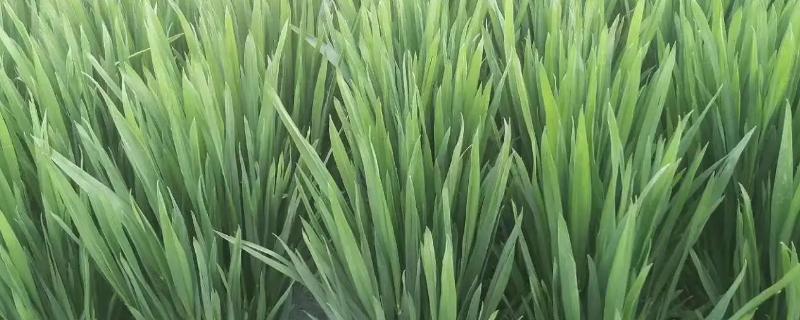 小麦拔节期管理技术要点