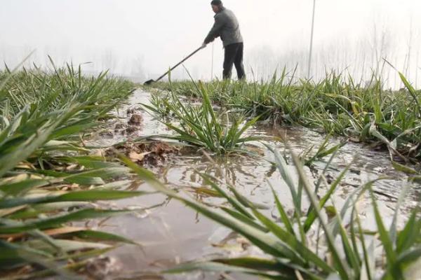 小麦拔节期管理要点