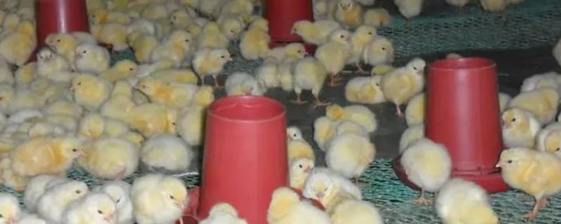 幼鸡怎么区分公鸡母鸡