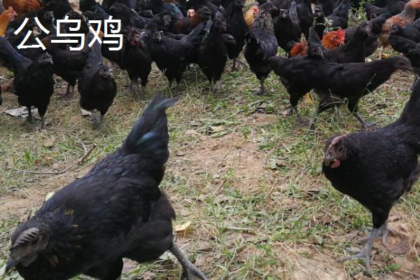 公乌鸡和母乌鸡的区别