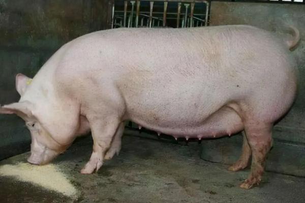 母猪产仔前要准备什么