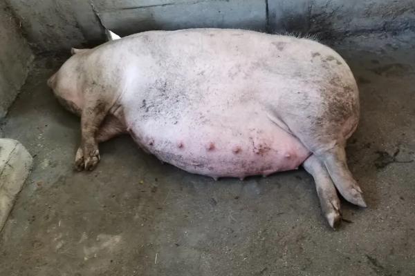 母猪产仔前要准备什么