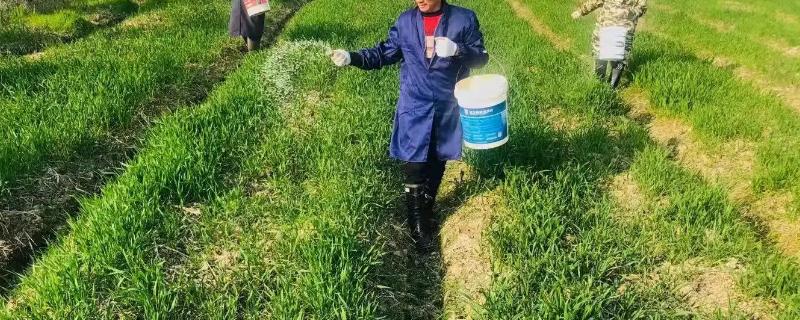 小麦拔节肥何时撒最佳