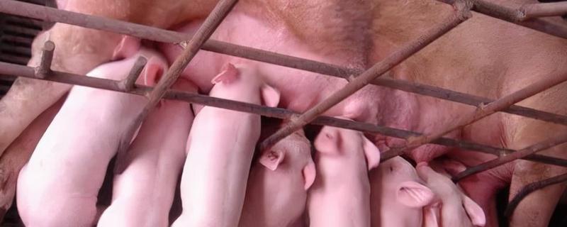 母猪吃了胎盘会怎样
