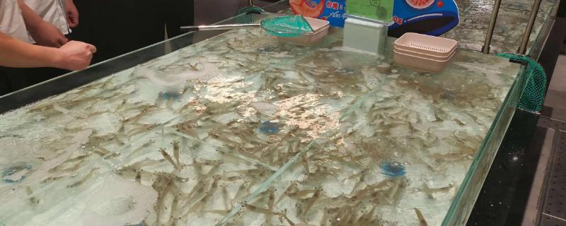 开水产店卖活虾怎么养