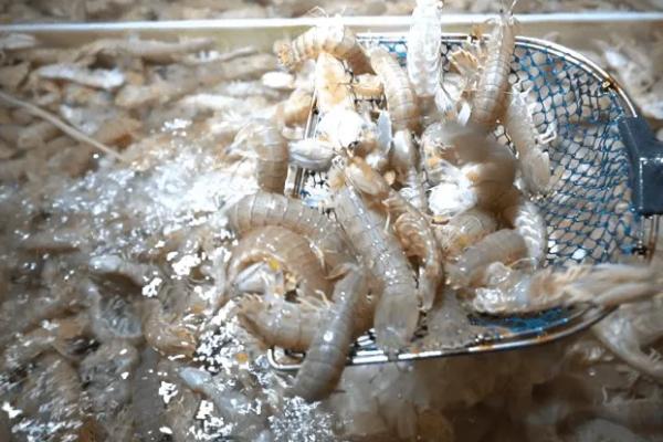 水产店怎么养活虾