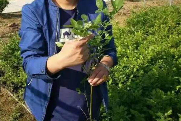 蓝丰蓝莓有什么特点