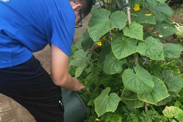 黄瓜开雄花不结果的补救方法